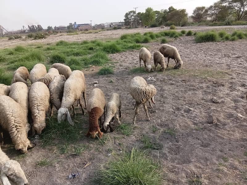 sheep 1