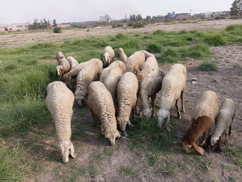 sheep 3