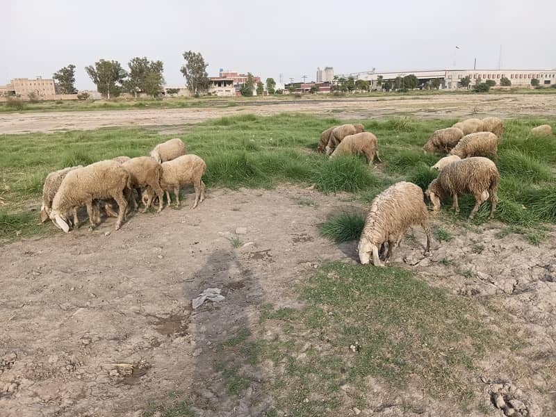 sheep 6