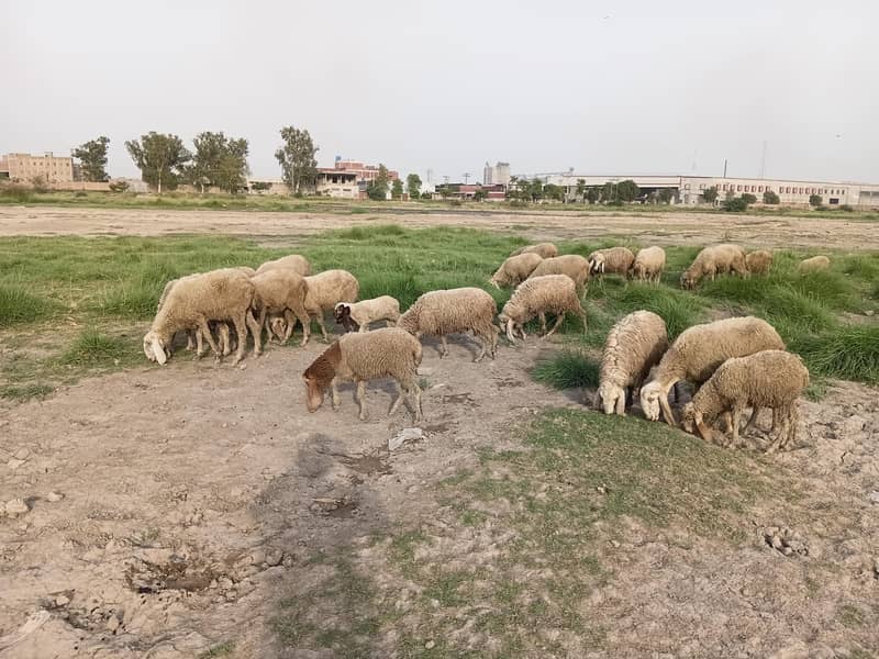 sheep 7