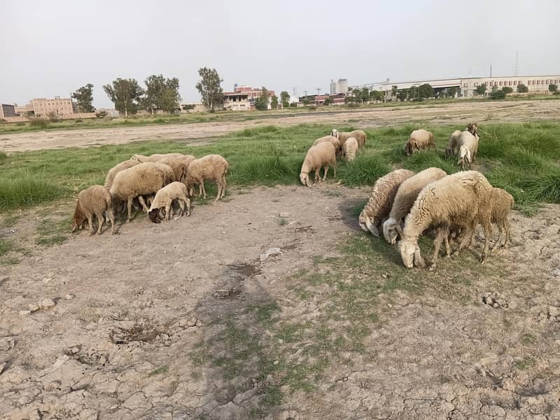 sheep 8