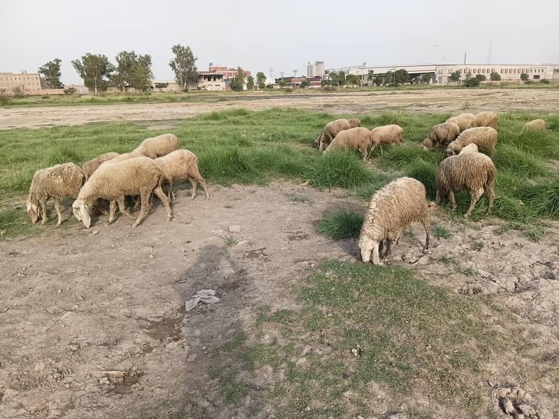 sheep 9