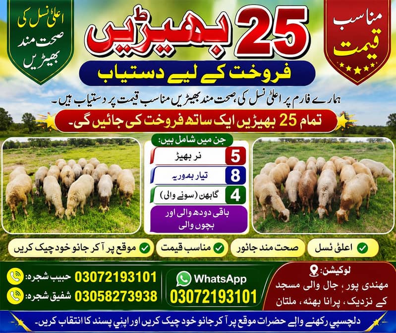 sheep 10