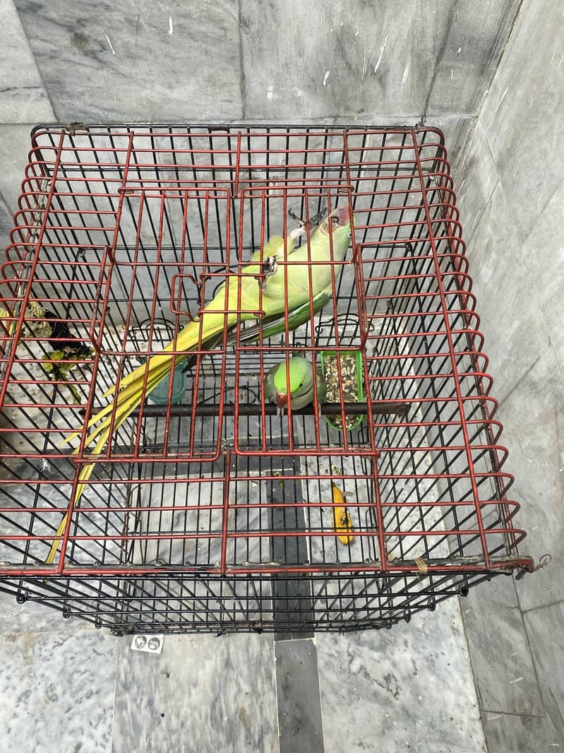 Breeder pair 0