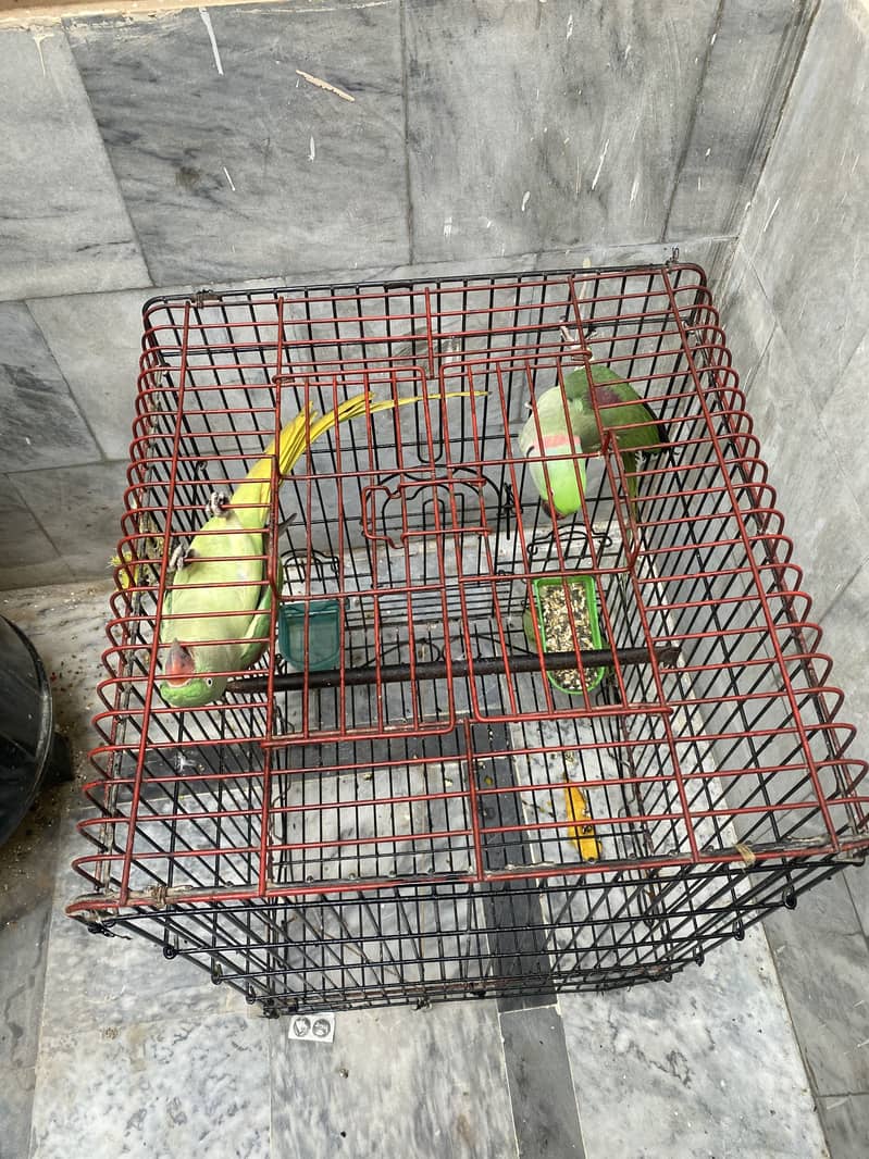 Breeder pair 4
