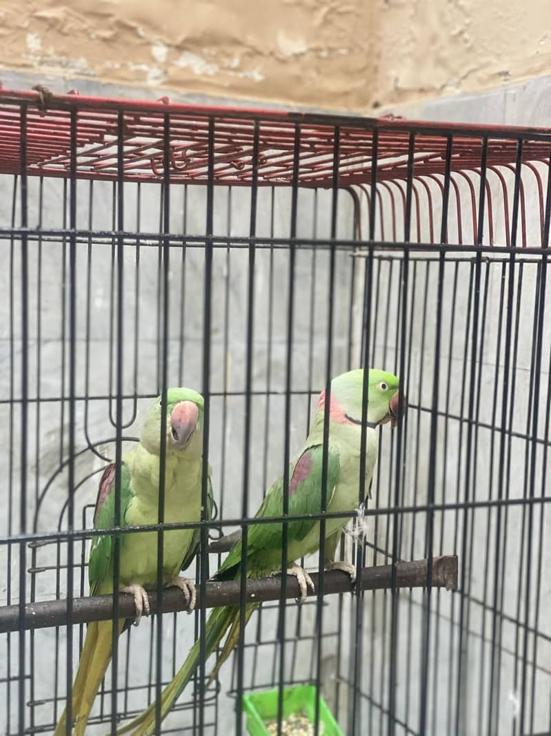 Breeder pair 6