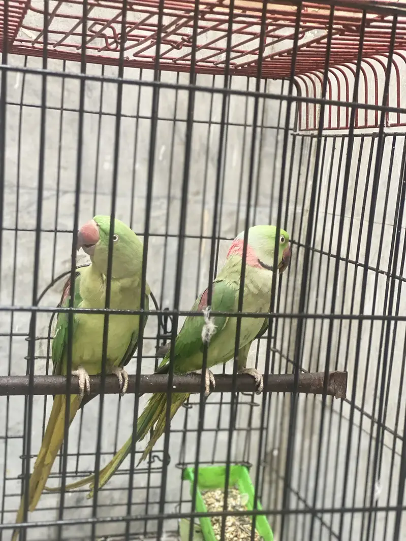 Breeder pair — photo 8