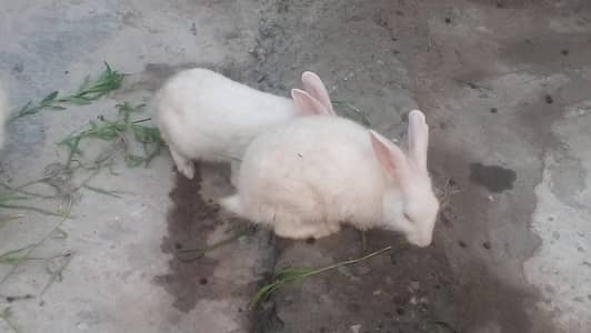 Rabbit for sale pairs
