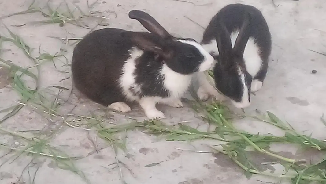 Rabbit for sale pairs — photo 4