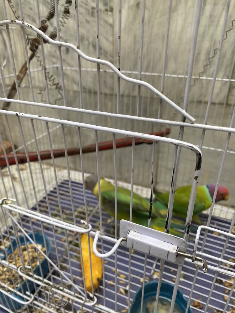 Plum head Pair 0
