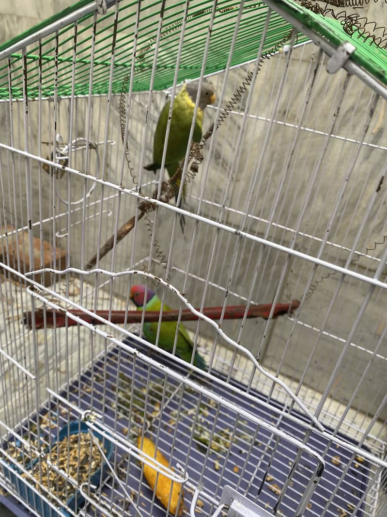 Plum head Pair 3