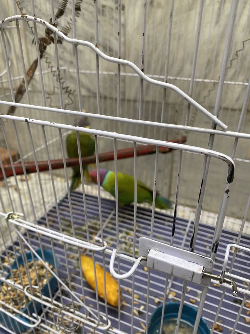 Plum head Pair 4