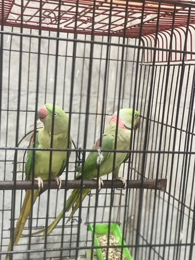Raw parrot Beeeder pair