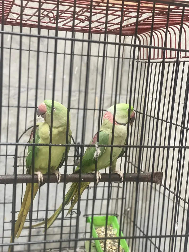 Raw parrot Beeeder pair — photo 2