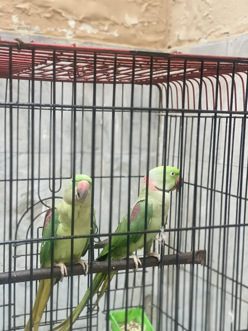 Raw parrot Beeeder pair — photo 3