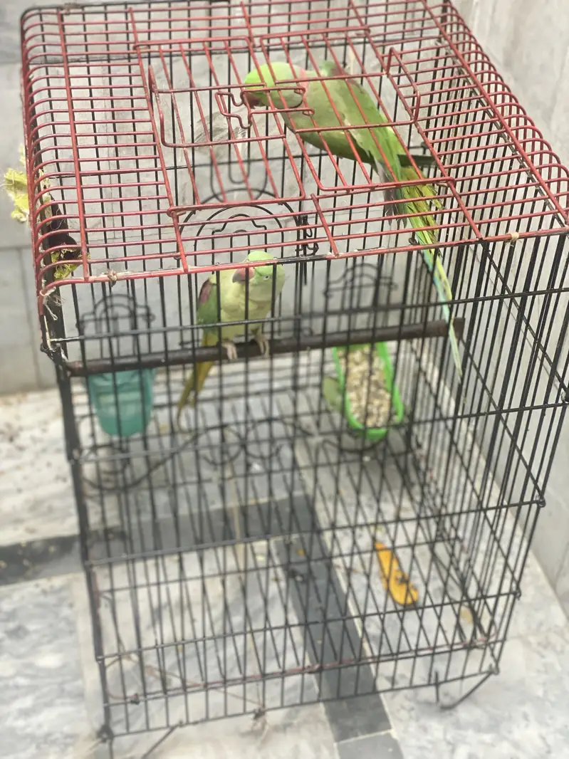 Raw parrot Beeeder pair — photo 4