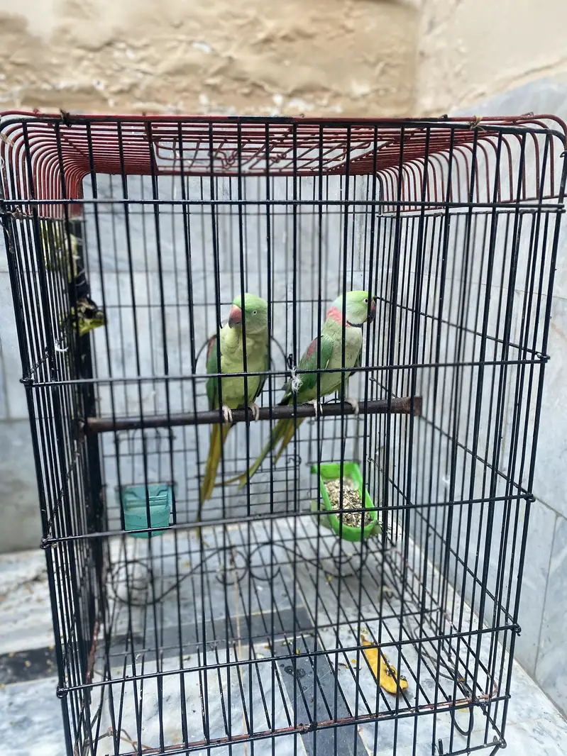 Raw parrot Beeeder pair — photo 5