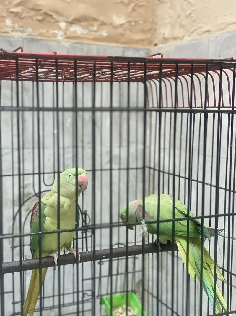Raw parrot Beeeder pair — photo 6