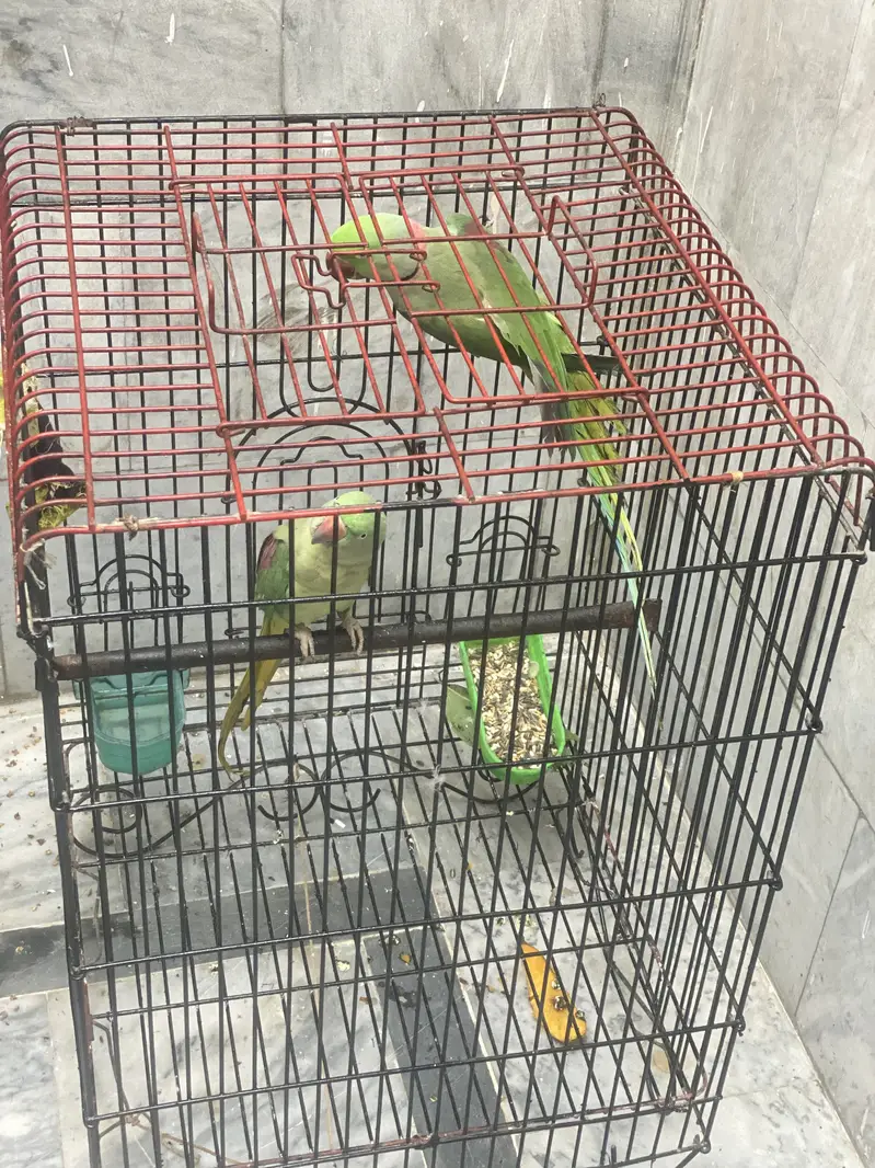 Raw parrot Beeeder pair — photo 7