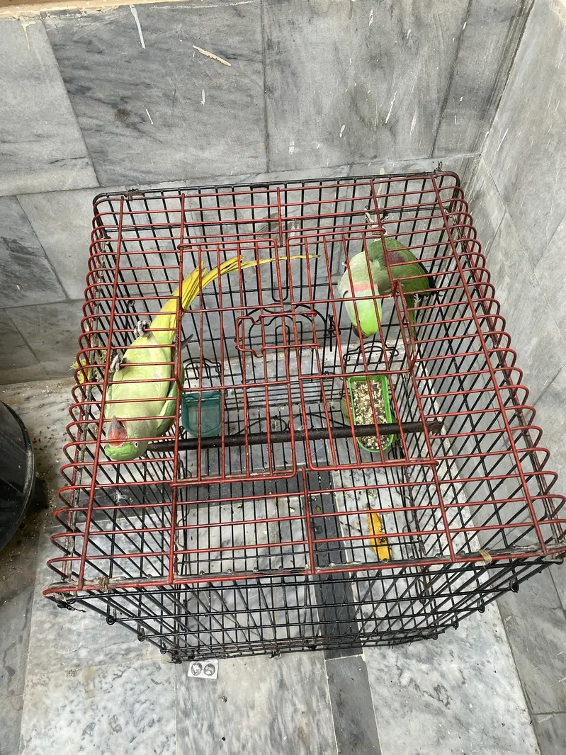 Raw parrot Beeeder pair — photo 8