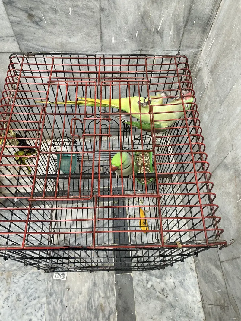 Raw parrot Beeeder pair — photo 9