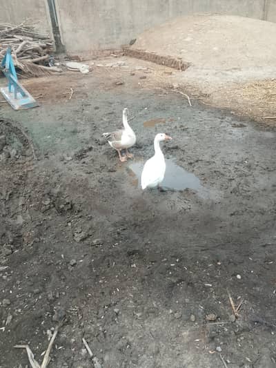 long nuck ducks for sale
