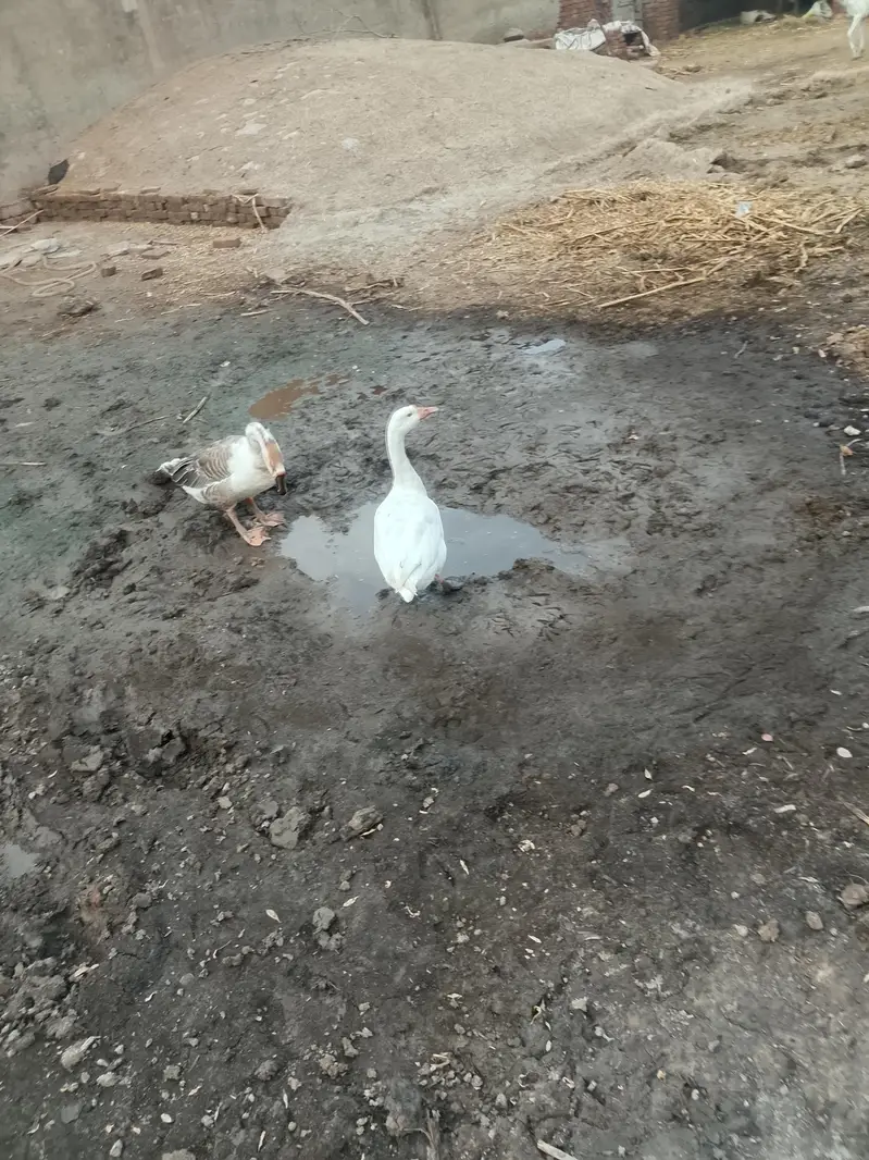 long nuck ducks for sale — photo 2
