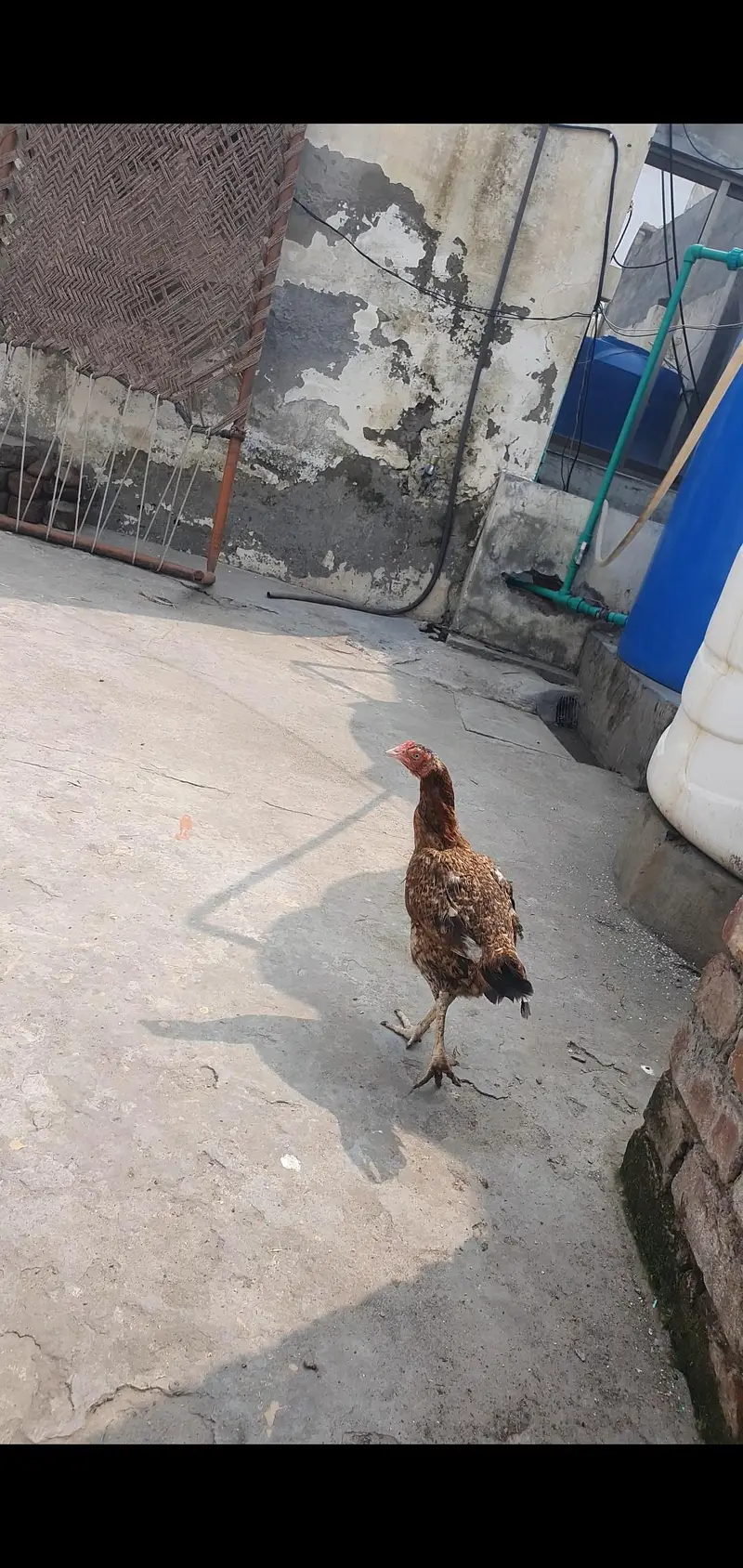 kurak aseel maadi — photo 2