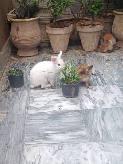 Lionhead dwarf bunnies and breeders