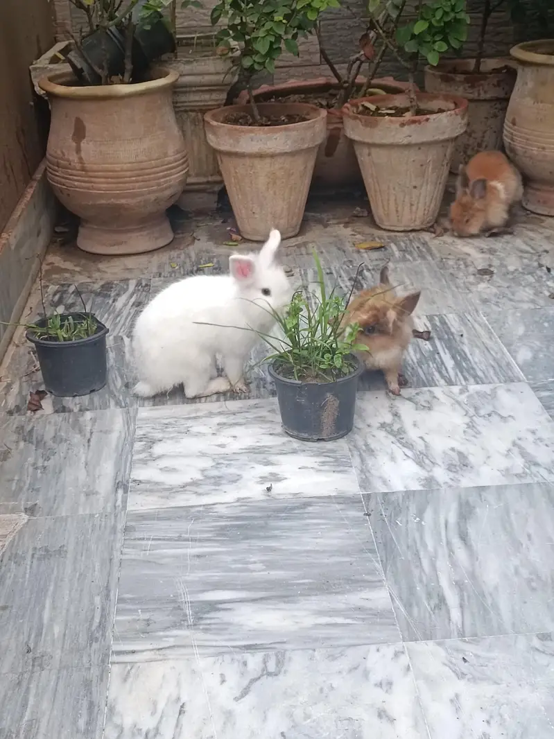 Lionhead dwarf bunnies and breeders