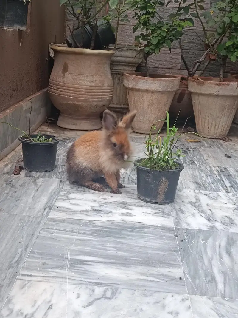 Lionhead dwarf bunnies and breeders — photo 2