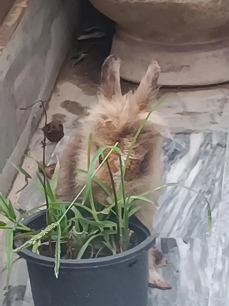 Lionhead dwarf bunnies and breeders — photo 3