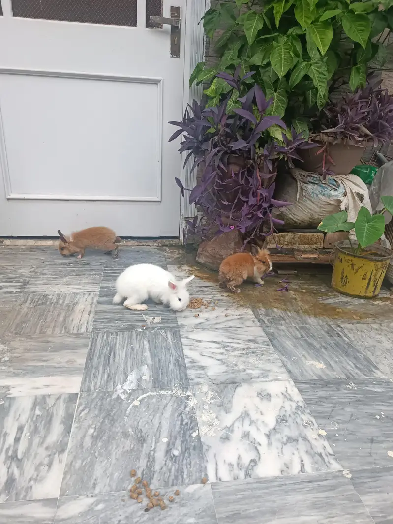 Lionhead dwarf bunnies and breeders — photo 4