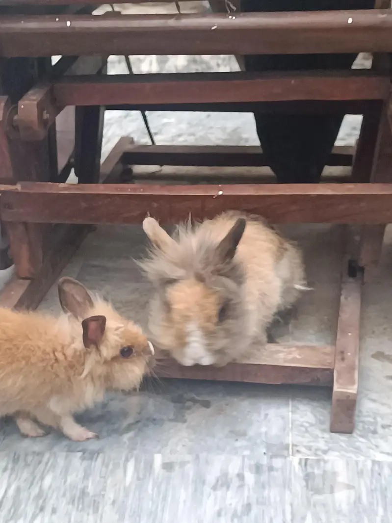 Lionhead dwarf bunnies and breeders — photo 5