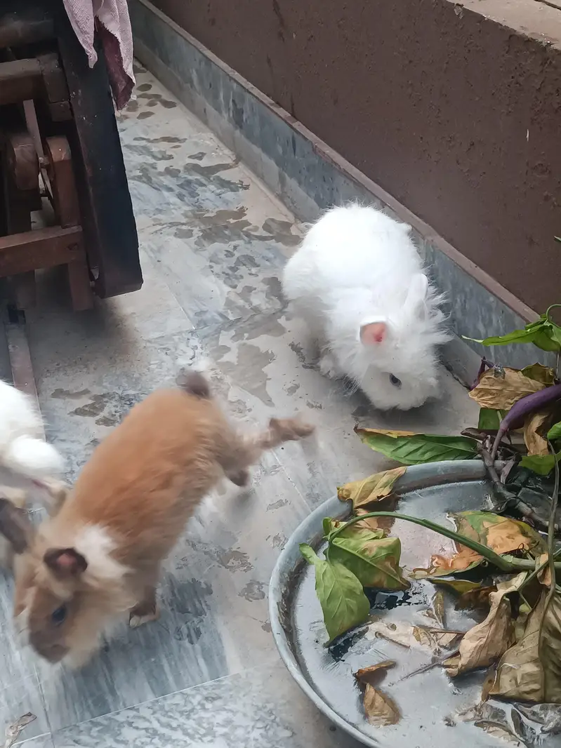 Lionhead dwarf bunnies and breeders — photo 6