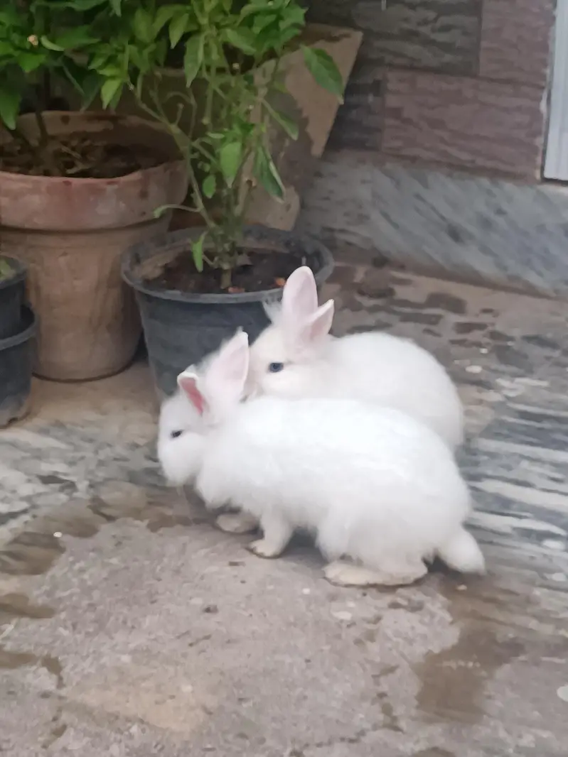 Lionhead dwarf bunnies and breeders — photo 7