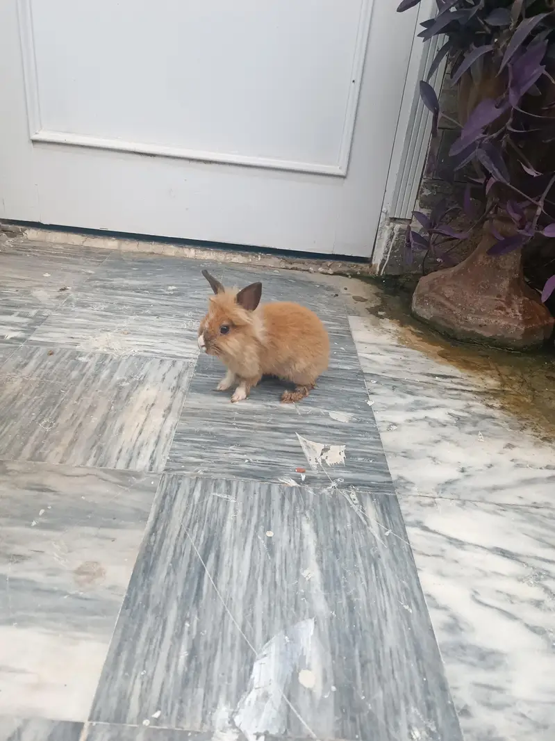 Lionhead dwarf bunnies and breeders — photo 9