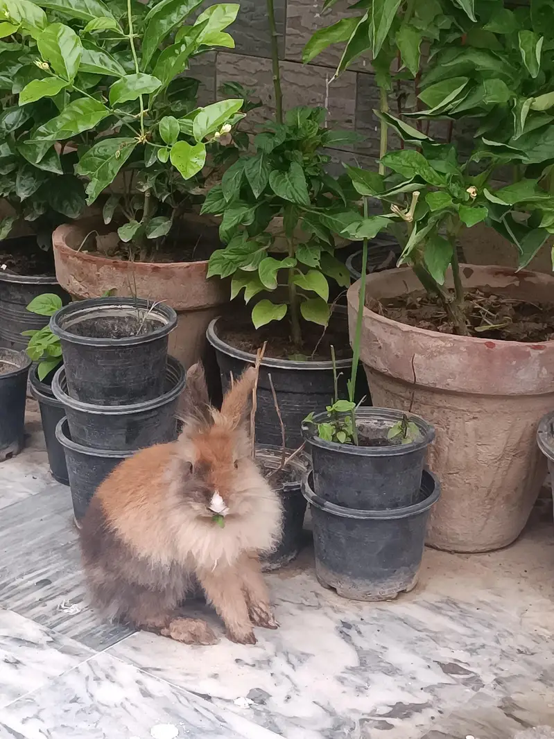 Lionhead dwarf bunnies and breeders — photo 10