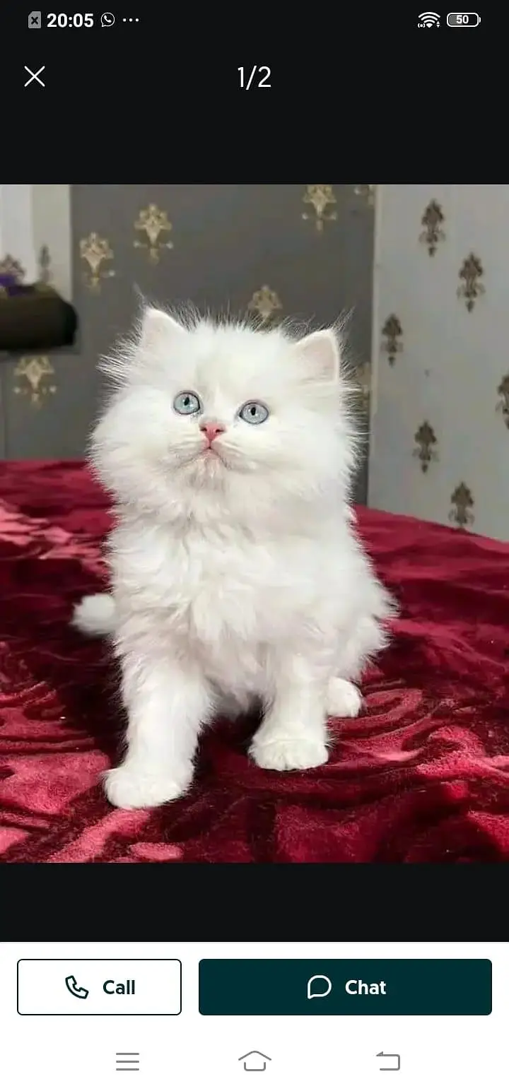 Persian cat for sale male or female my WhatsApp number 307=93=30=944 — photo 3