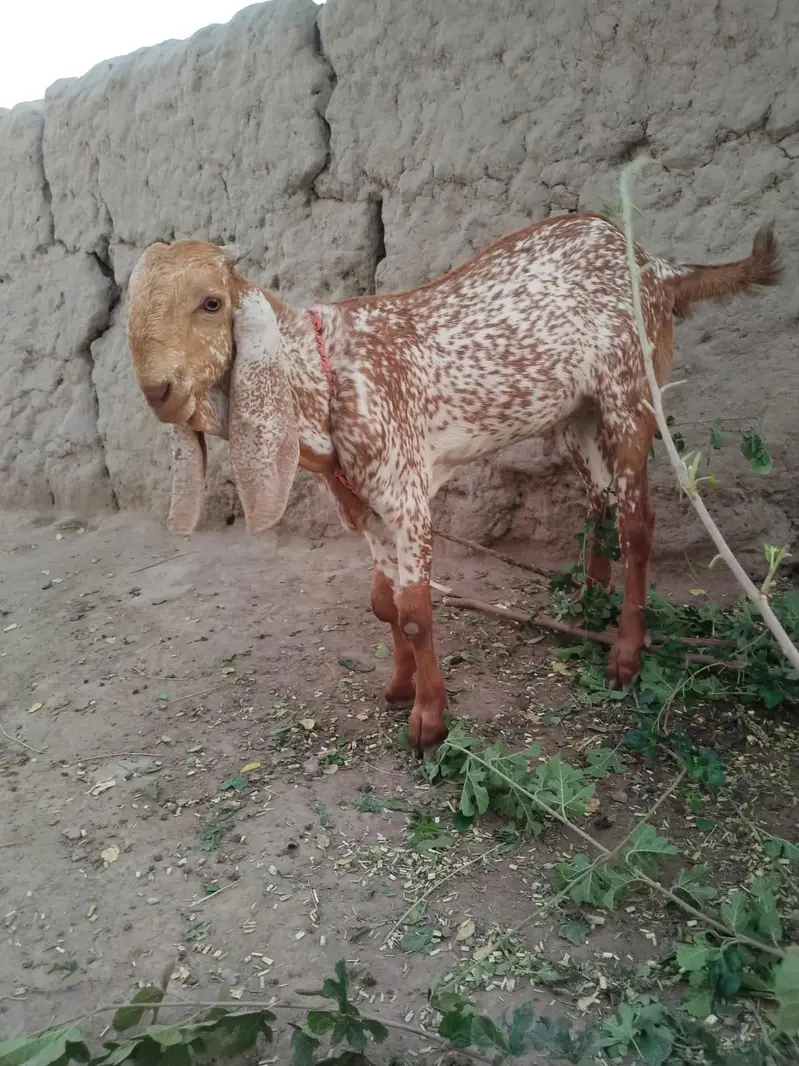 desi Bakra for sale 03490704921 — photo 2