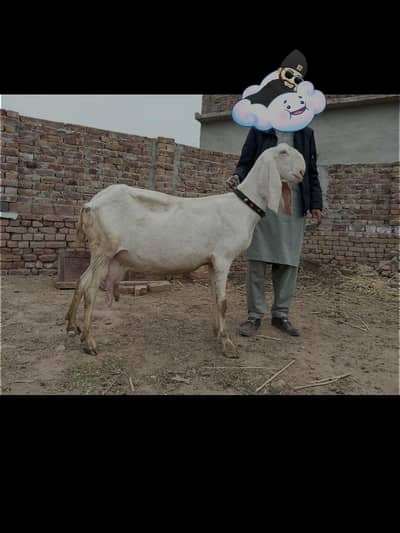 pure rajjanpuri female for sale