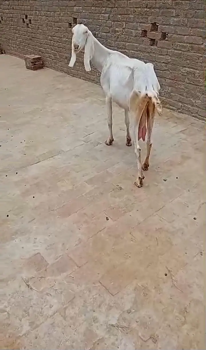 pure rajjanpuri female for sale — photo 2