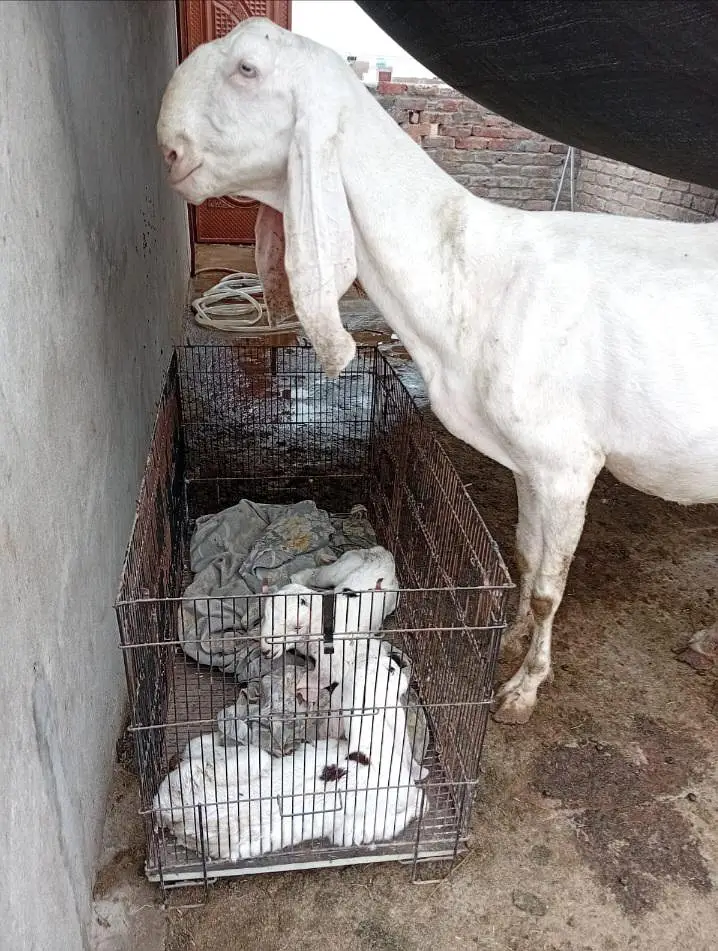 pure rajjanpuri female for sale — photo 4
