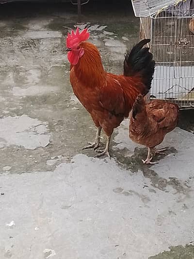 1 male 2 female