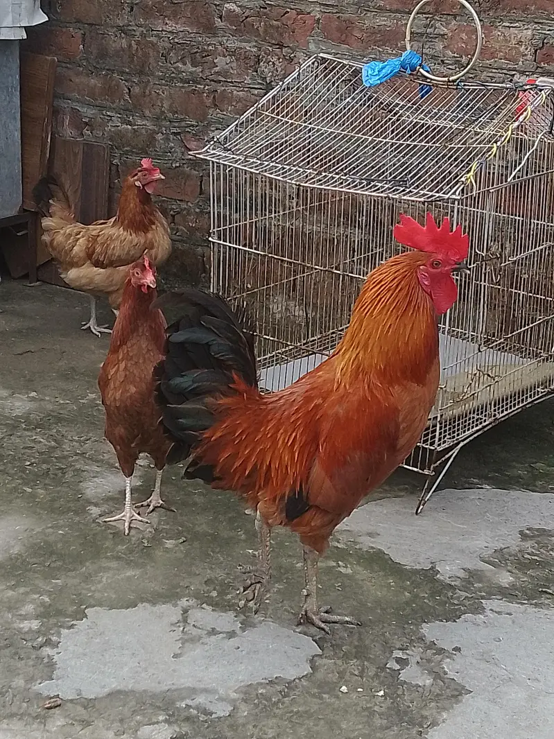 1 male 2 female — photo 2