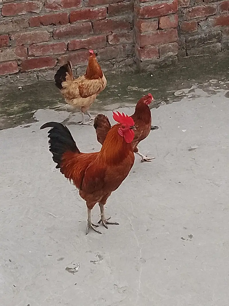 1 male 2 female — photo 3
