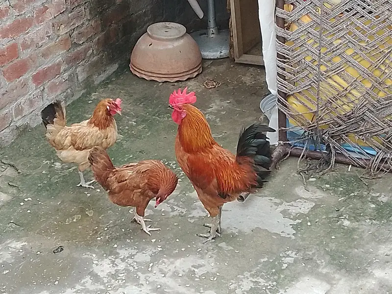 1 male 2 female — photo 4
