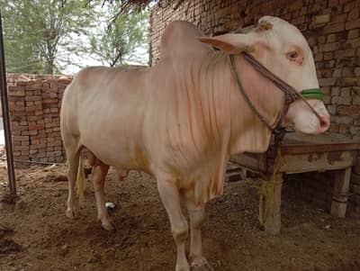 Gulabi Nukra Wacha
