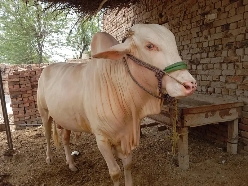 Gulabi Nukra Wacha — photo 2