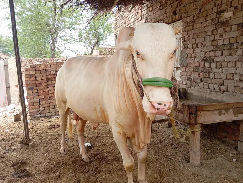 Gulabi Nukra Wacha — photo 3